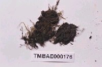 藏品(小樹平苔)的圖片